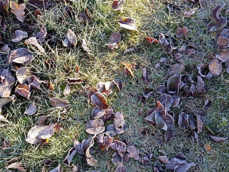 Billede af frosne blade på græs en morgen